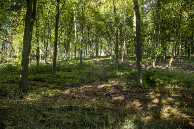 Обои картинки фото природа, дороги, колея, деревья, поляна