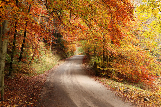 Обои картинки фото природа, дороги, осень, лес