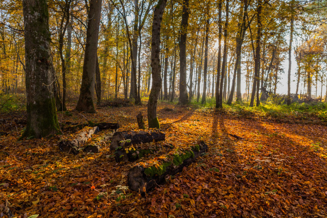 Обои картинки фото природа, лес, осень