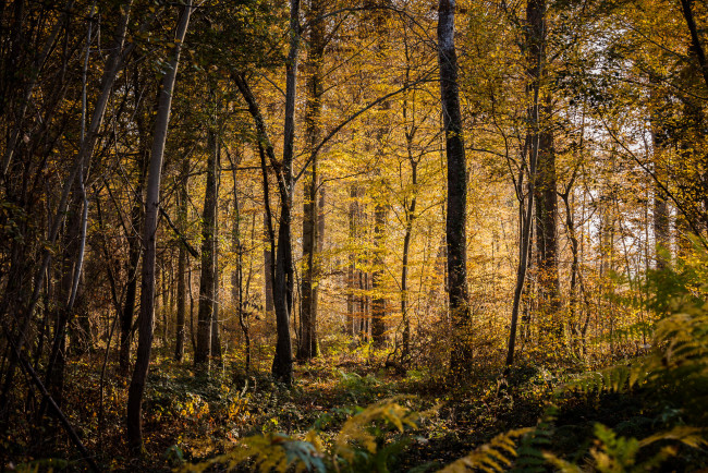 Обои картинки фото природа, лес, осень