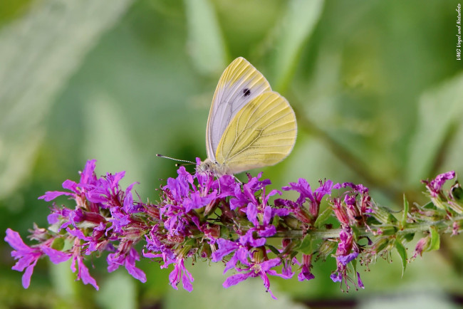 Обои картинки фото животные, бабочки,  мотыльки,  моли, цветы, бабочка, луг