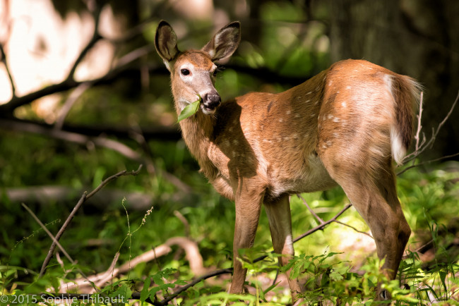 Обои картинки фото животные, олени, олениха, трава