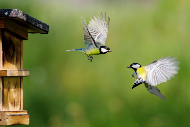Обои картинки фото животные, синицы,  лазоревки, пара