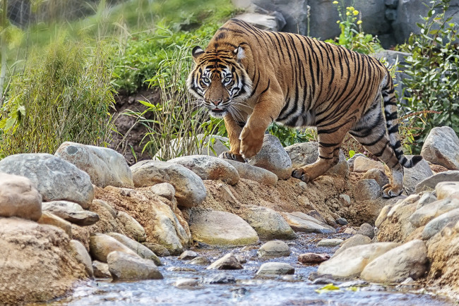 Обои картинки фото животные, тигры, тигр