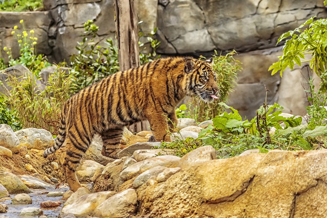 Обои картинки фото животные, тигры, тигр