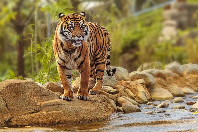 Обои картинки фото животные, тигры, тигр