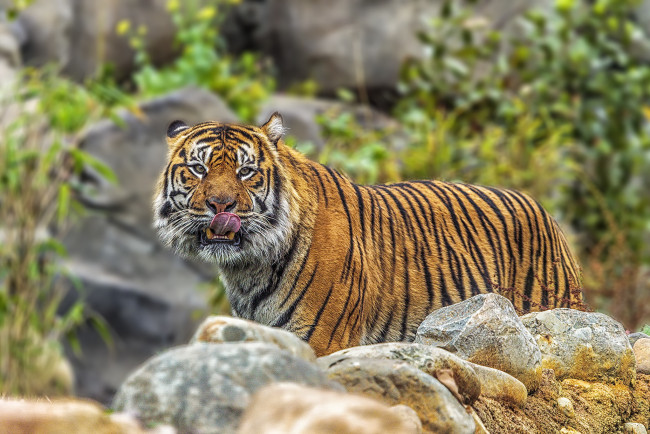 Обои картинки фото животные, тигры, тигр