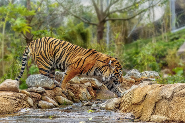 Обои картинки фото животные, тигры, тигр