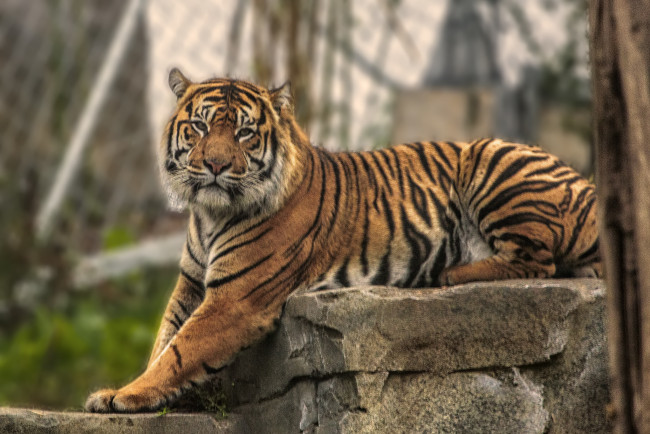 Обои картинки фото животные, тигры, тигр