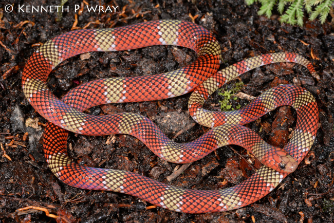 Обои картинки фото животные, змеи,  питоны,  кобры, макро, природа, змея