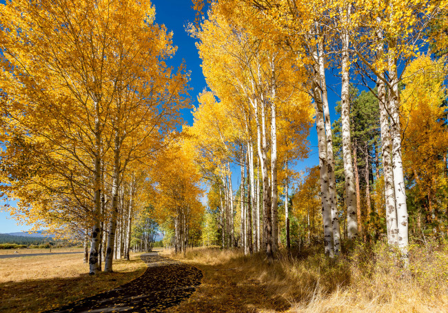 Обои картинки фото природа, лес, осень