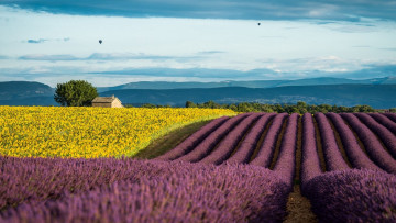 Картинка природа поля лаванда подсолнухи облака воздушные шары небо домик