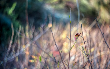 Картинка природа листья размытие осень макро лист