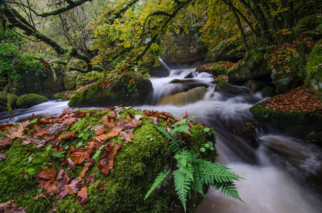 Обои картинки фото природа, реки, озера, камни, мох, деревo, река, поток