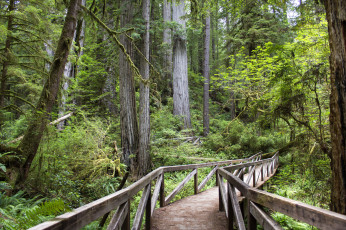 Картинка природа лес простор