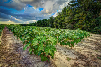 Картинка природа поля простор