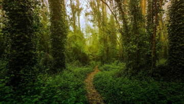 Картинка природа лес тропа