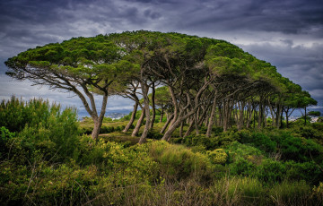 Картинка природа деревья простор