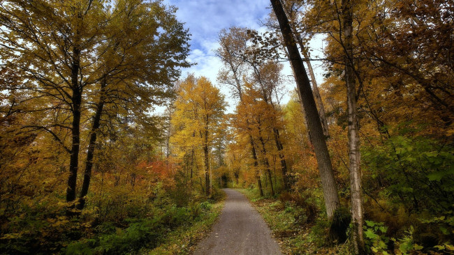 Обои картинки фото природа, дороги, лес, дорга