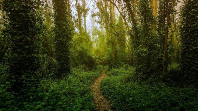 Обои картинки фото природа, лес, тропа