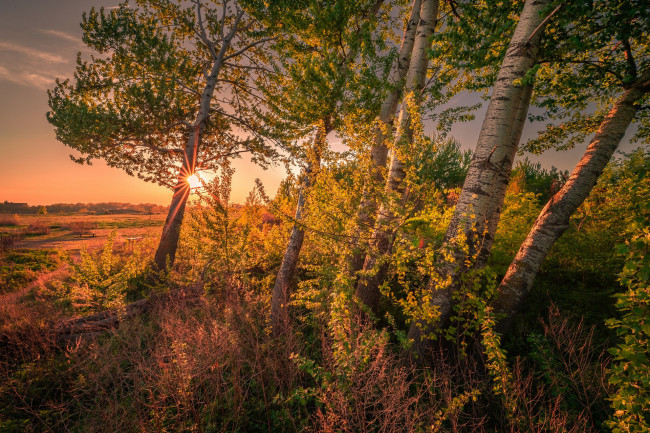 Обои картинки фото природа, лес, простор