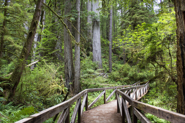 Обои картинки фото природа, лес, простор