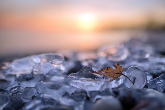 Обои картинки фото природа, листья, лёд, лист