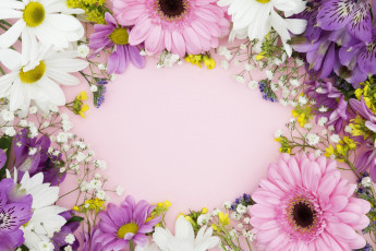 Картинка цветы разные+вместе альстромерия ромашки герберы