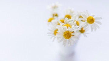 Картинка цветы ромашки белый