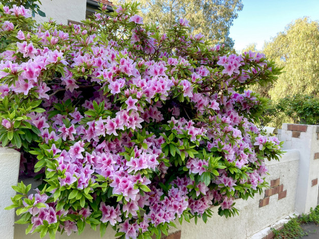 Обои картинки фото цветы, рододендроны , азалии, куст