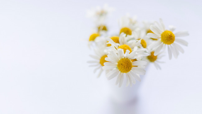 Обои картинки фото цветы, ромашки, белый