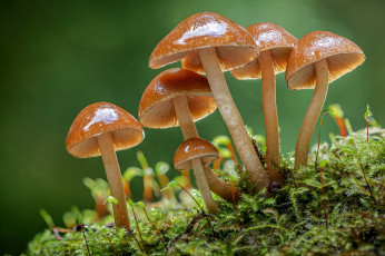 Картинка природа грибы грибная семейка