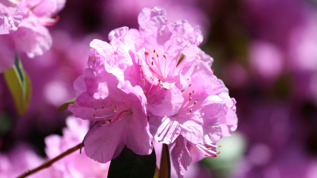 Обои картинки фото цветы, рододендроны , азалии