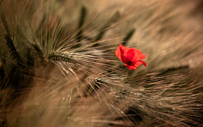 Обои картинки фото цветы, маки, колосья, мак