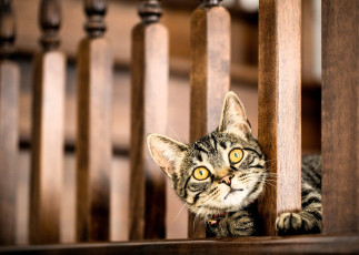 Картинка животные коты кот серый голова перила балясины