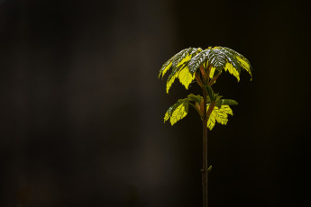 Картинка природа листья