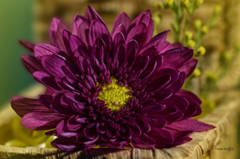 обоя цветы, хризантемы, цветок