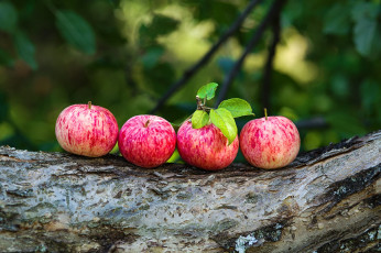 обоя еда, яблоки