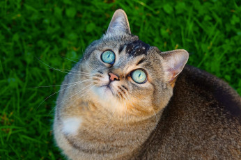 Картинка животные коты кот кошка