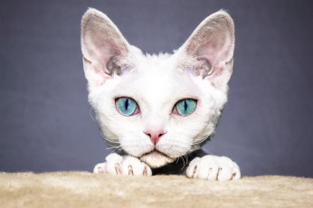 Картинка животные коты кот кошка