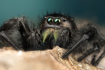 обоя животные, пауки, мохнатый