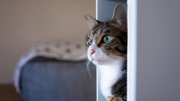 Картинка животные коты кот кошка