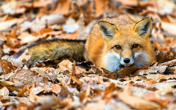 обоя животные, лисы, лиса, листья, осень