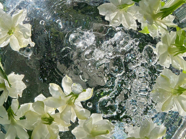 Обои картинки фото цветы, жасмин