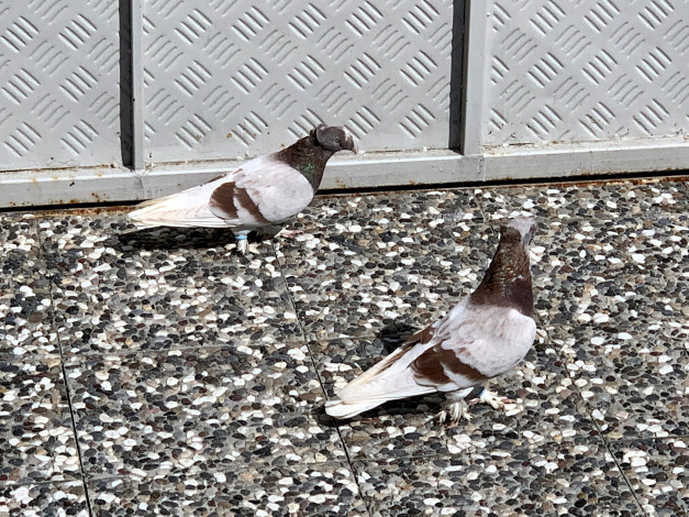 Обои картинки фото животные, голуби, пара, забор, плитка