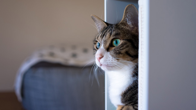 Обои картинки фото животные, коты, кот, кошка