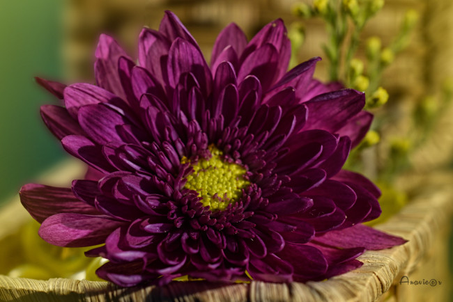 Обои картинки фото цветы, хризантемы, цветок