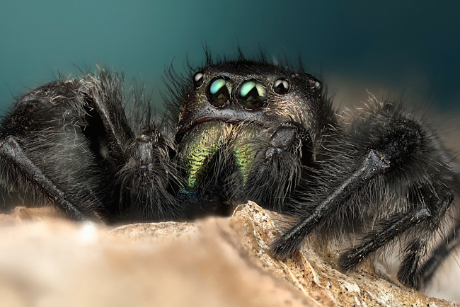 Обои картинки фото животные, пауки, мохнатый