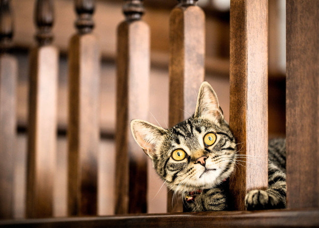 Обои картинки фото животные, коты, кот, серый, голова, перила, балясины