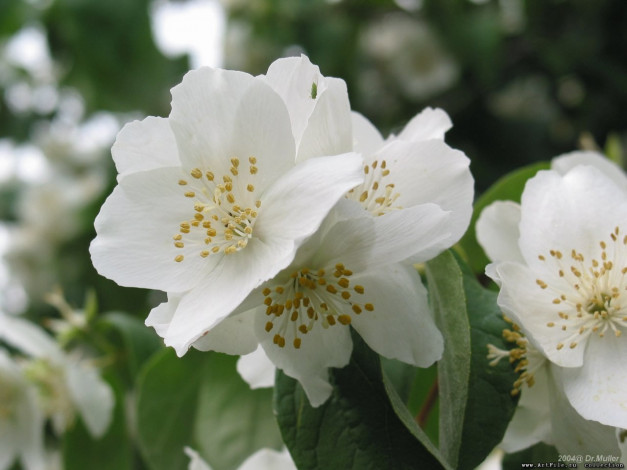 Обои картинки фото жасмин, цветы